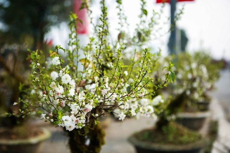 Tổng hợp 22 loại cây bonsai trồng trong nhà phổ biến hiện nay 9 Cây Nhất Chi Mai bonsai