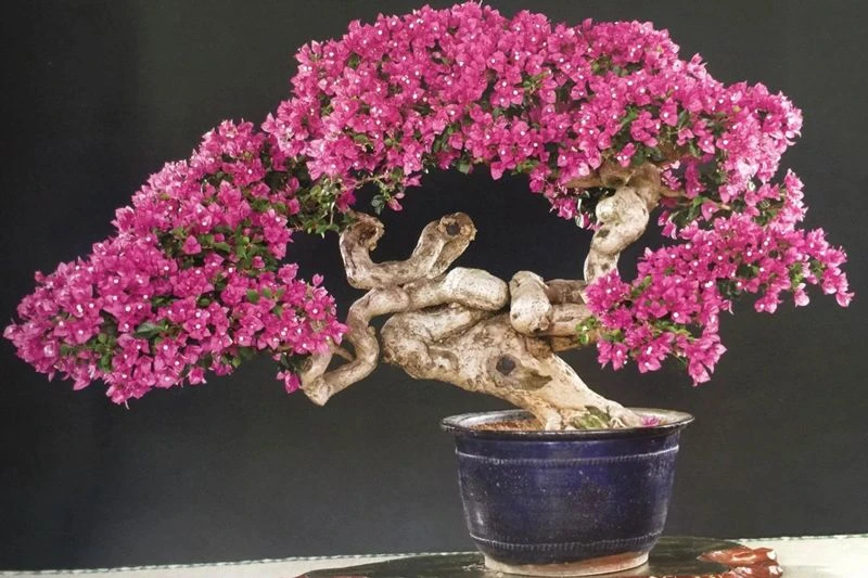 Tổng hợp 22 loại cây bonsai trồng trong nhà phổ biến hiện nay 10 Cây Hoa Giấy bonsai