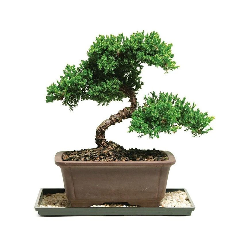 Tổng hợp 22 loại cây bonsai trồng trong nhà phổ biến hiện nay 11 Bonsai mini Cây Tùng Bách