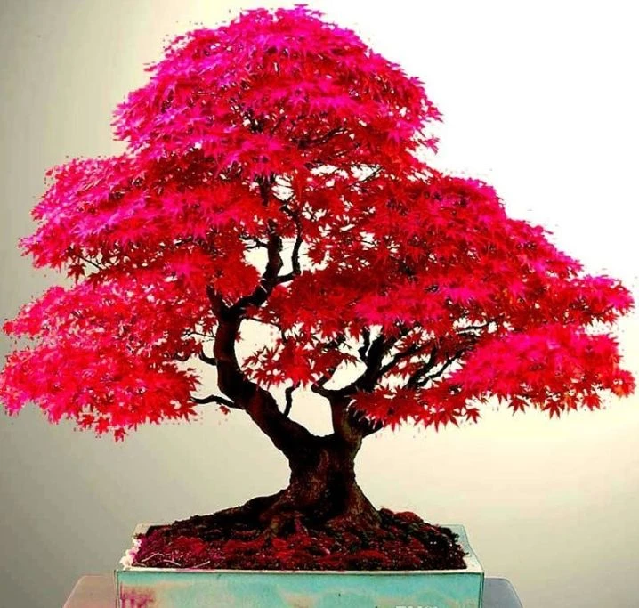 Tổng hợp 22 loại cây bonsai trồng trong nhà phổ biến hiện nay 12 Cây Phong lá đỏ