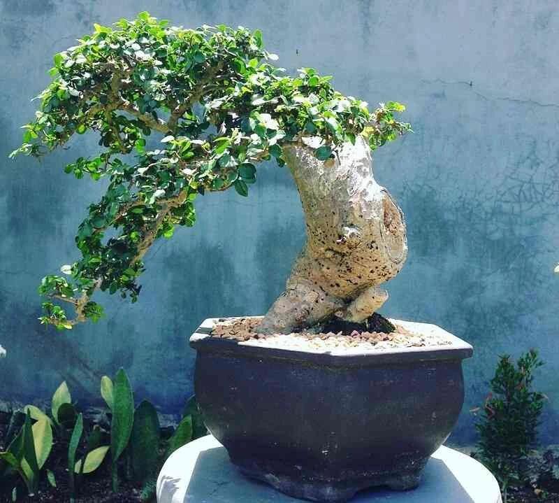 Tổng hợp 22 loại cây bonsai trồng trong nhà phổ biến hiện nay 13 Bonsai mini Cây Duối