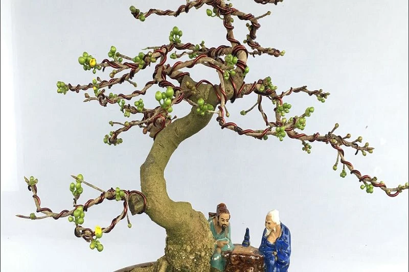 Tổng hợp 22 loại cây bonsai trồng trong nhà phổ biến hiện nay 14 Bonsai mini cây Mai Vàng
