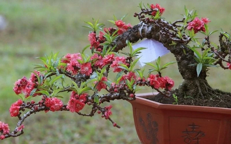 Tổng hợp 22 loại cây bonsai trồng trong nhà phổ biến hiện nay 15 Bonsai để bàn hoa đào