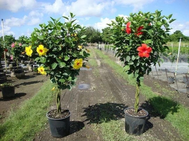 Tổng hợp 22 loại cây bonsai trồng trong nhà phổ biến hiện nay 16 Bonsai hoa dâm bụt