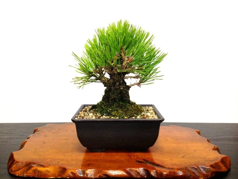 Tổng hợp 22 loại cây bonsai trồng trong nhà phổ biến hiện nay 17 Bonsai để bàn thông đen