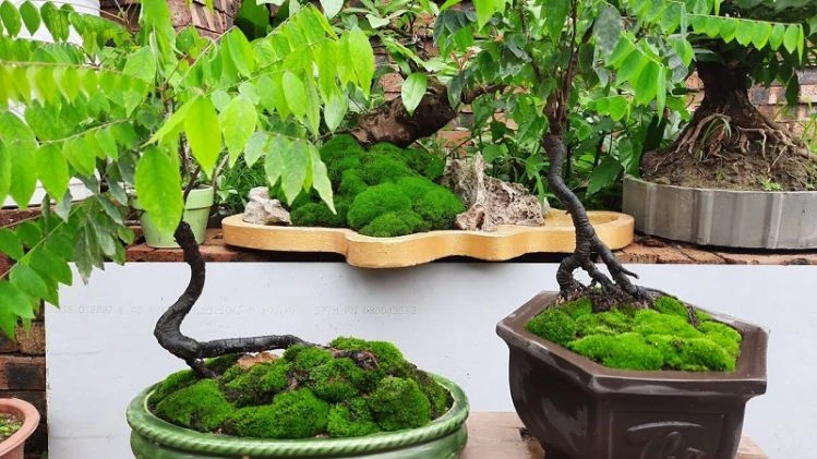 Tổng hợp 22 loại cây bonsai trồng trong nhà phổ biến hiện nay 18 Bonsai để bàn cây khế