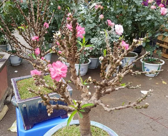 Tổng hợp 22 loại cây bonsai trồng trong nhà phổ biến hiện nay 19 Bonsai Đào Tiến Vua