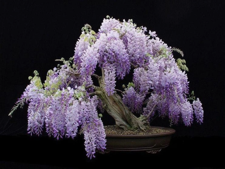 Tổng hợp 22 loại cây bonsai trồng trong nhà phổ biến hiện nay 20 Bonsai hoa Tử Đằng biểu tượng cho sự may mắn
