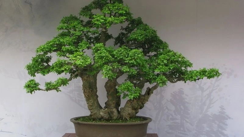 Tổng hợp 22 loại cây bonsai trồng trong nhà phổ biến hiện nay 21 Bonsai để bàn cây trà phúc kiến