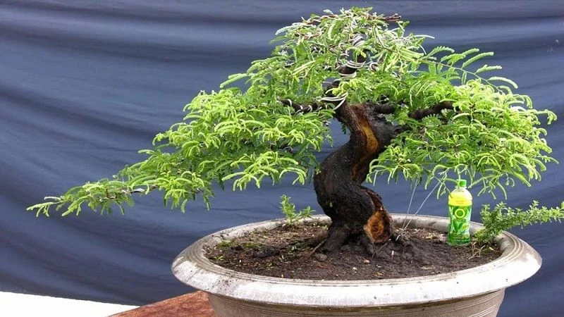 Tổng hợp 22 loại cây bonsai trồng trong nhà phổ biến hiện nay 22 Bonsai để bàn cây me