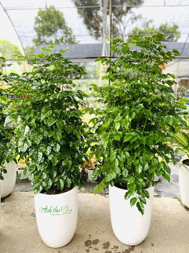 Gửi gắm ý nghĩa may mắn, tài lộc và phát triển
