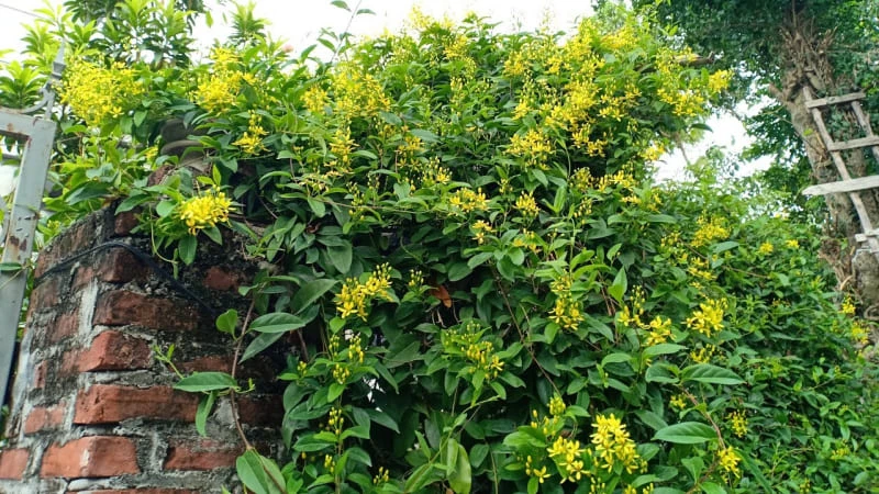 Cây mai hoàng yến leo ban công