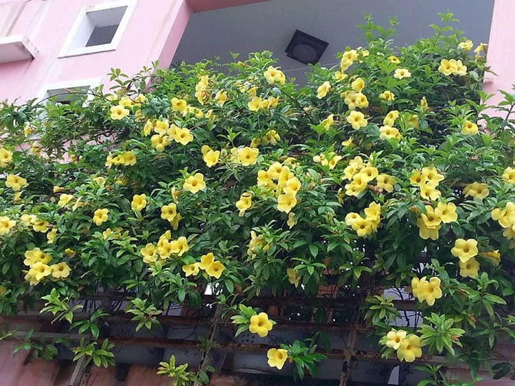Cây huỳnh anh leo ban công