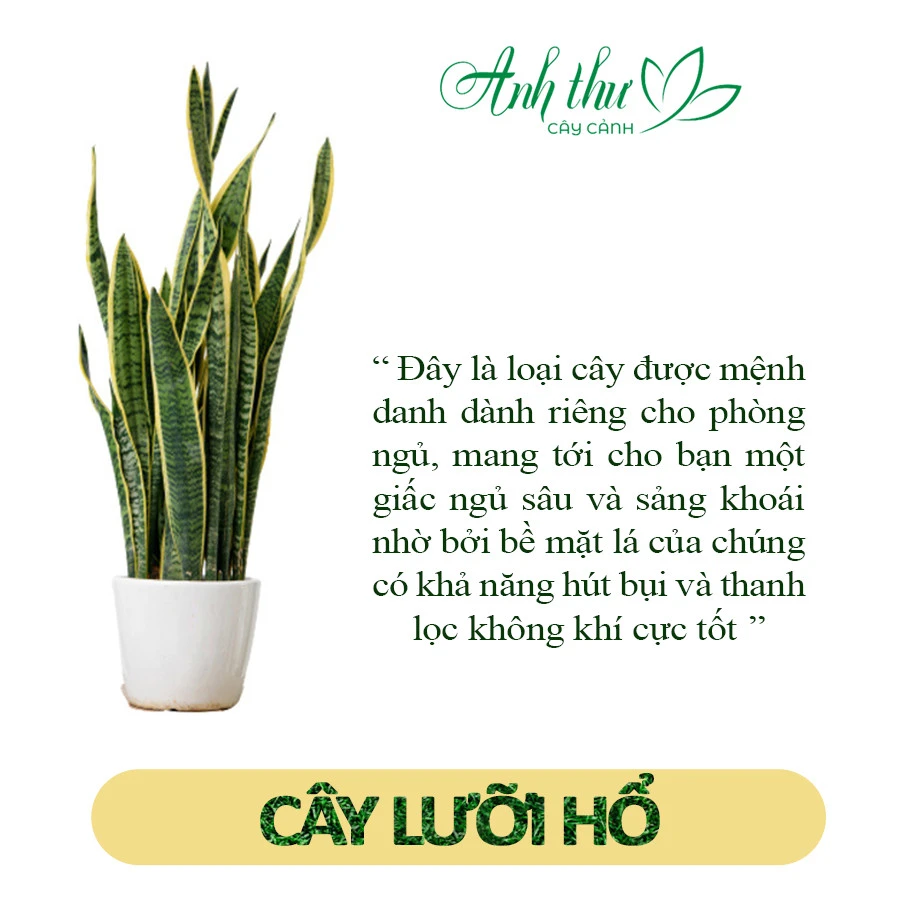 Cây lưỡi hổ