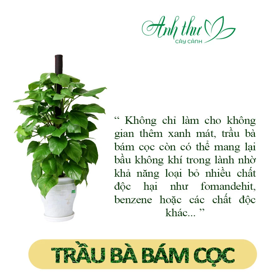 Cây trầu bà bám cọc