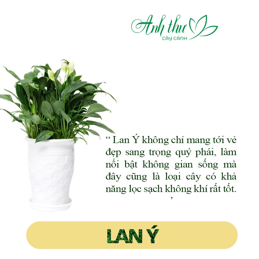 Cây lan ý