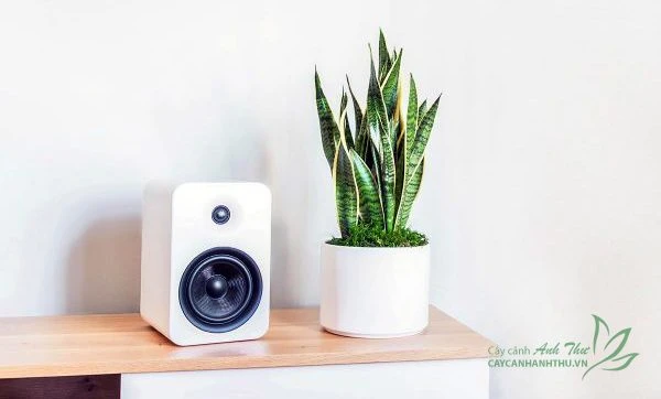 Lợi Ích Khi Trồng Cây Cảnh Hút Ẩm Trong Nhà