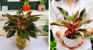 Cây cảnh hợp mệnh hỏa