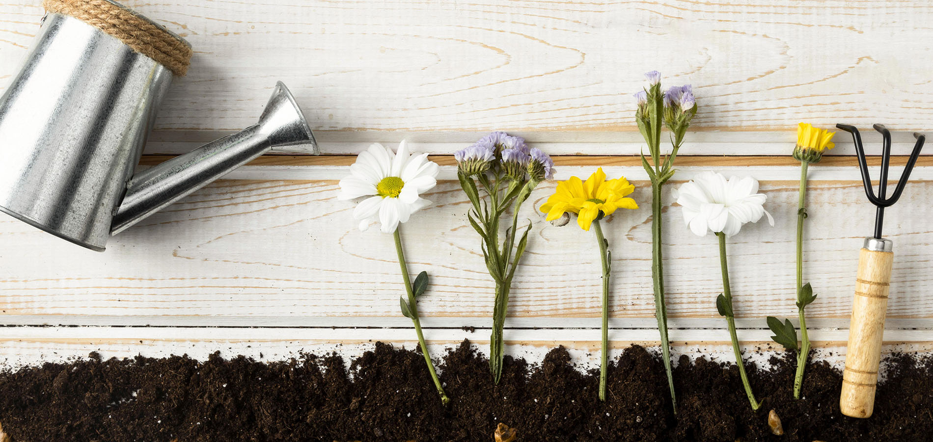top view watering can flowers