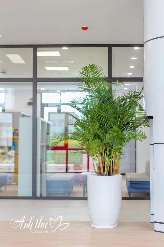 Cây cảnh đặt tại sảnh trường học