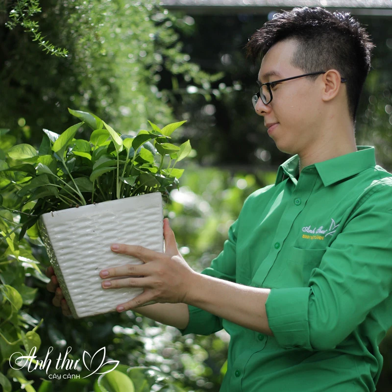 Lá xanh bóng, mọc đều
