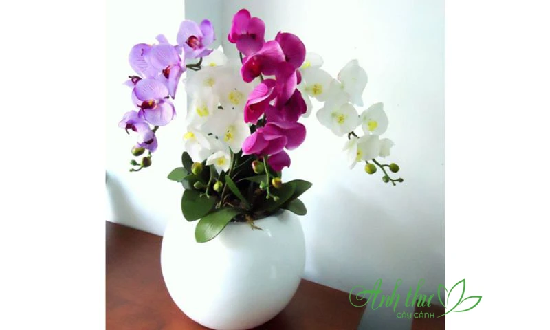 Xu hướng chơi hoa lan hồ điệp được ưa chuộng nhất 2026 1 Xu hướng chơi lan hồ điệp 2022.