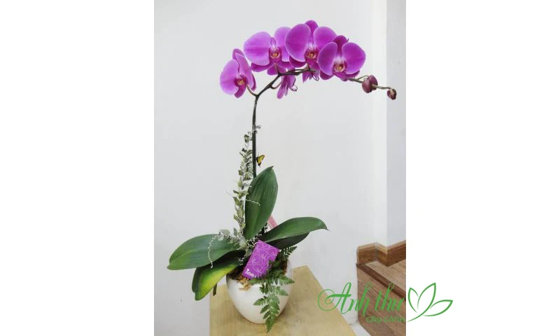Xu hướng chơi hoa lan hồ điệp được ưa chuộng nhất 2026 3 Lan hồ điệp tím được xem là mẫu hoa mới trong xu hướng lan hồ điệp 2023