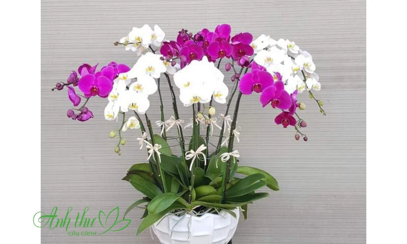 Xu hướng chơi hoa lan hồ điệp được ưa chuộng nhất 2026 4 Lan hồ điệp đa sắc - Mẫu lan hồ điệp 2022 hot nhất hiện nay.