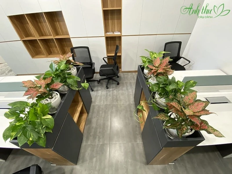 XU HƯỚNG "XANH HÓA" VĂN PHÒNG 2 Dịch vụ cho thuê cây cảnh Hoàng Mai