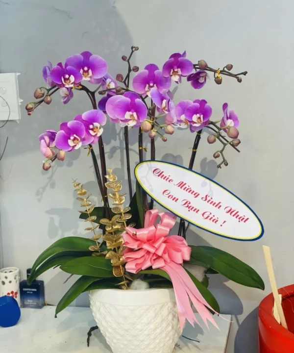 Chậu lan hồ điệp 6 cành tím 1 mặt
