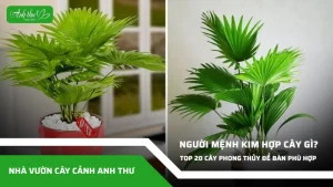 anh dai dien ccat 50