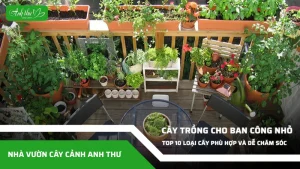 anh dai dien ccat 51