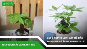 anh dai dien ccat 52