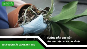 anh dai dien ccat 54
