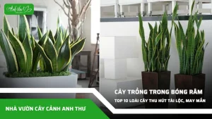 anh dai dien ccat 61