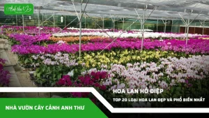 anh dai dien ccat 62