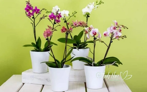 Cây Lan Hồ Điệp – tăng vẻ sang trọng cho không gian