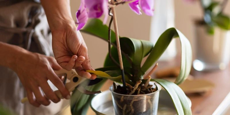 Chọn số cành và kiểu chậu phù hợp