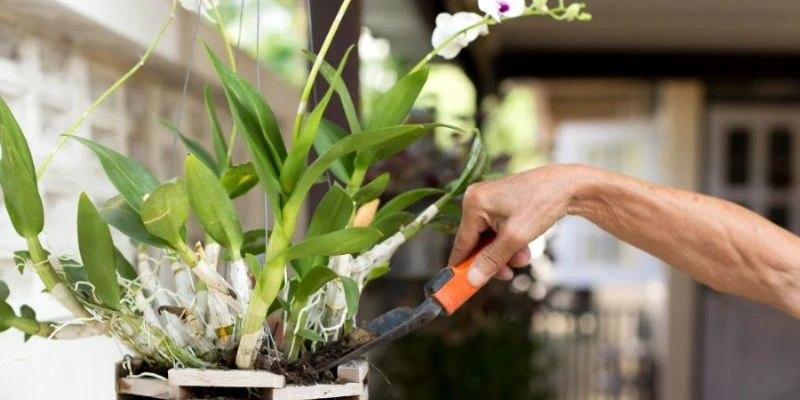 Phục hồi cây qua cách chăm sóc lan hồ điệp sau mùa hoa tàn