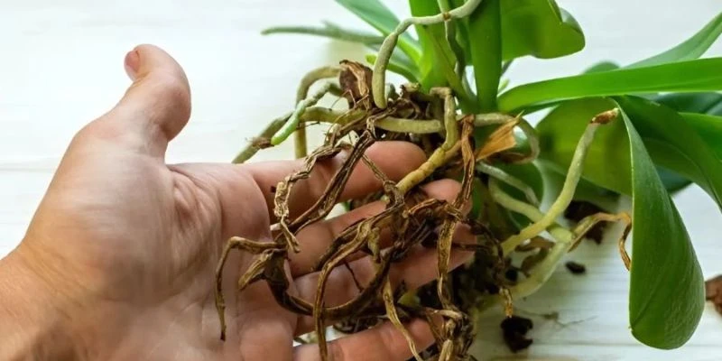 Xử lý dứt điểm các bệnh hại ở lan hồ điệp ngay khi phát hiện