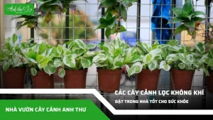 Cây cảnh trông trong nhà