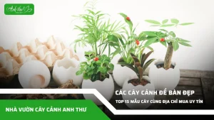 anh dai dien ccat 48