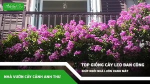 anh dai dien ccat 33