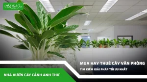 anh dai dien ccat 36