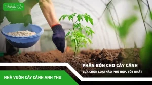 anh dai dien ccat 21