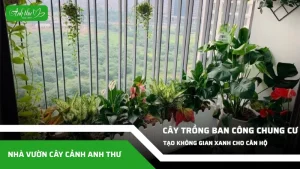 anh dai dien ccat 23