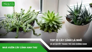 anh dai dien ccat 25