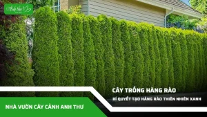 anh dai dien ccat 26