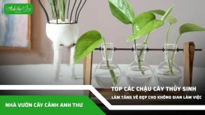 anh dai dien ccat 28