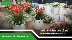 anh dai dien ccat 11